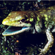 Illustration for article titled This bizarre lizard bleeds green poison that can kill you